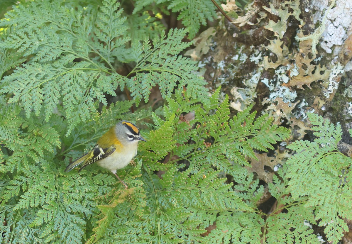 Madeira Firecrest - Peter Alfrey