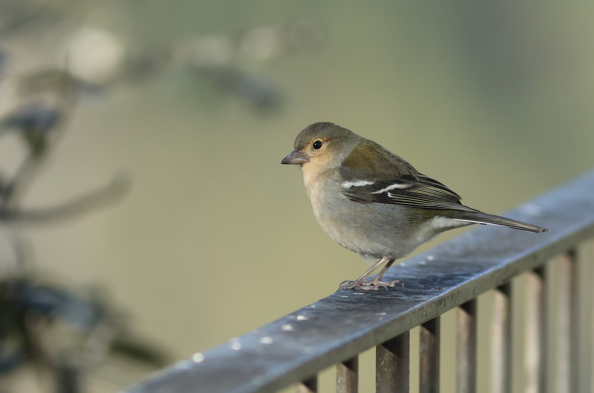 Madeira Chaffinch - Peter Alfrey