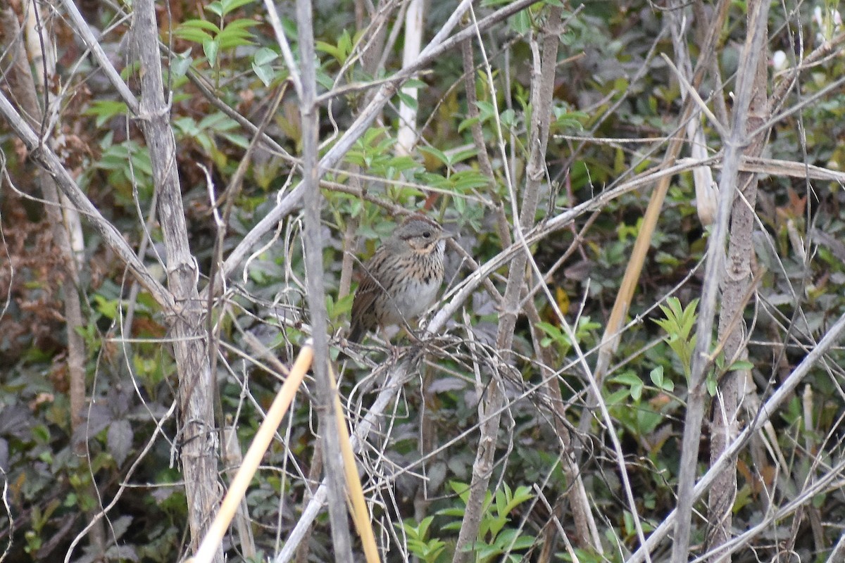 Lincoln's Sparrow - ML614900429