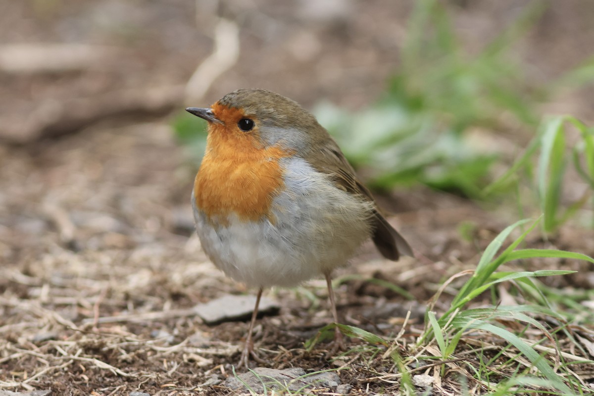 European Robin - Peter Alfrey