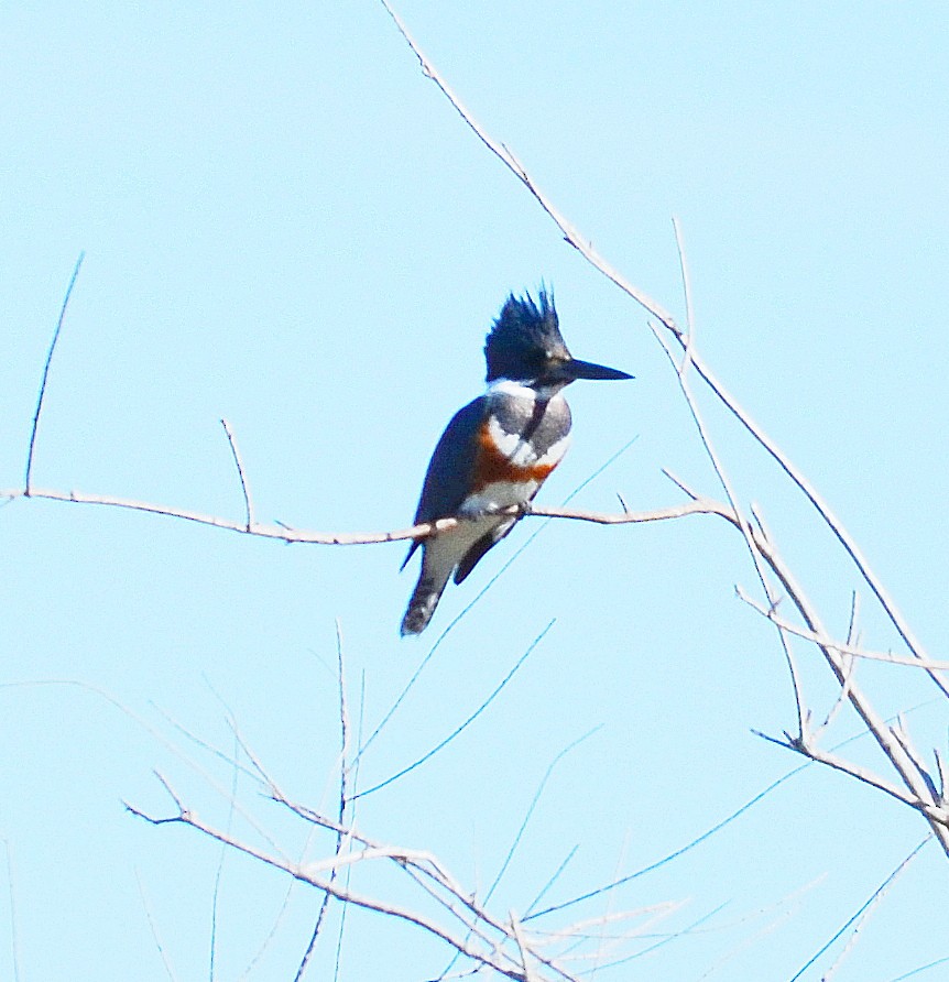 Belted Kingfisher - ML614900452