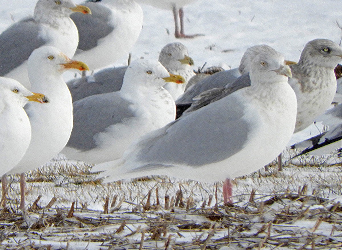 Glaucous Gull - ML614900464