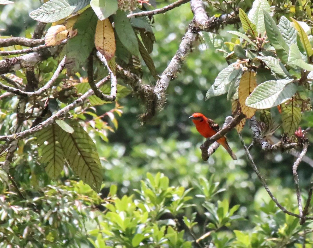 Flame-colored Tanager - ML614900508