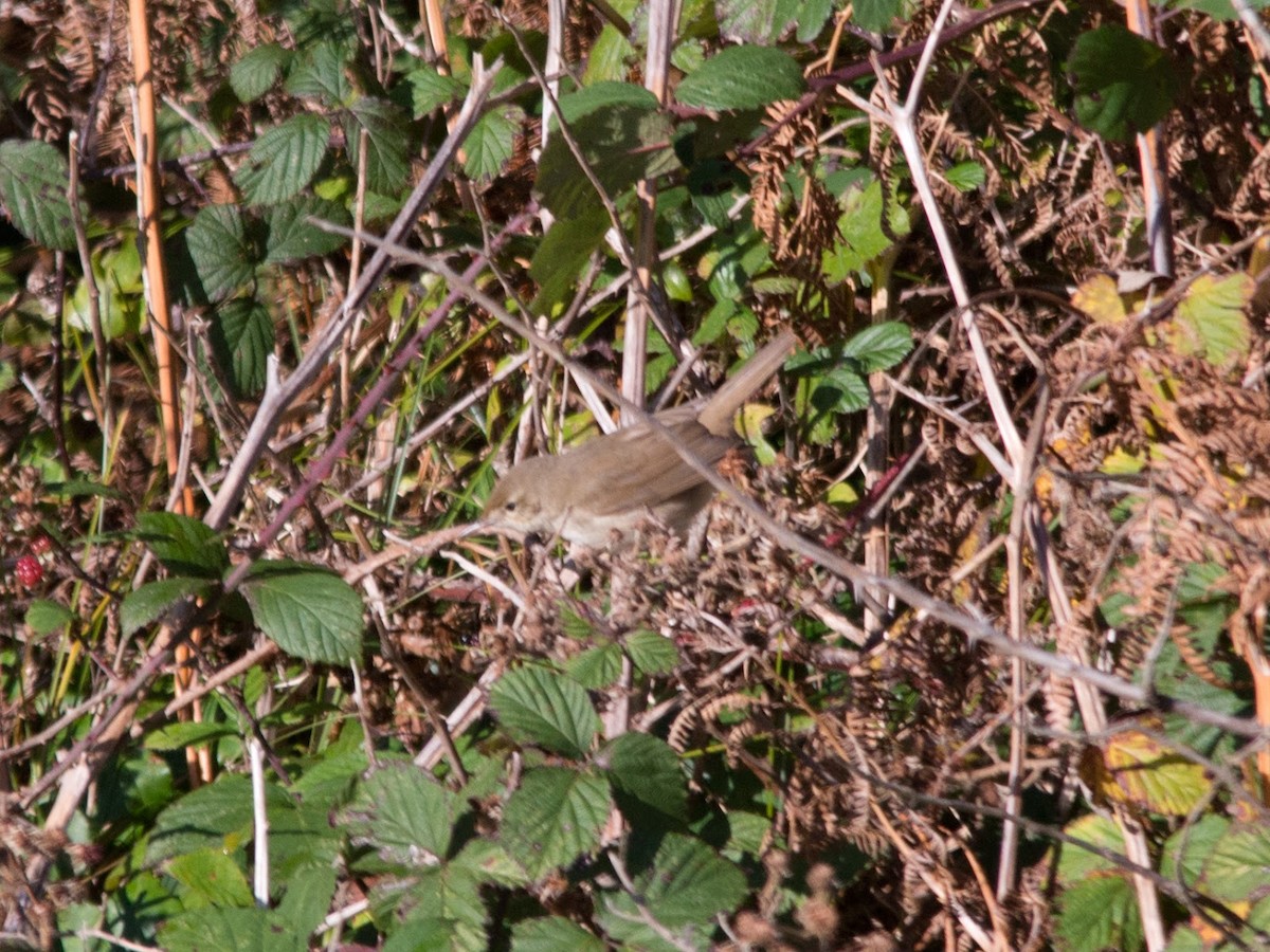 Blyth's Reed Warbler - David Campbell