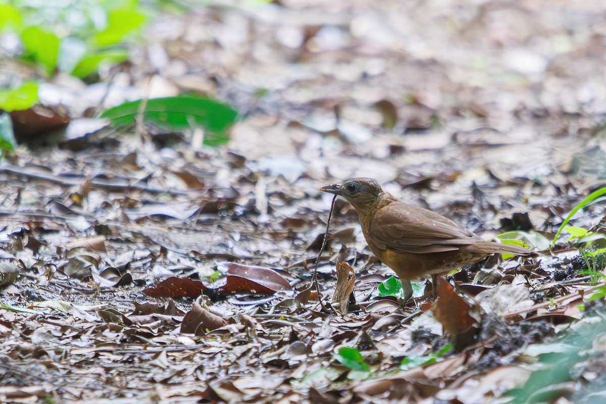 Cocoa Thrush (Cocoa) - ML614900600