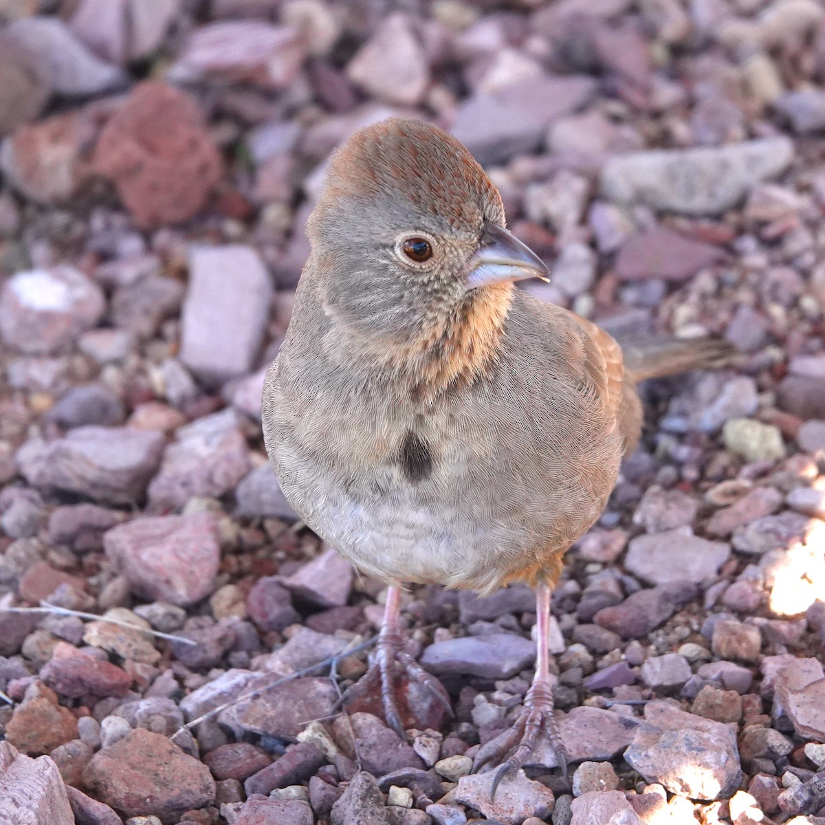 Canyon Towhee - ML614900729