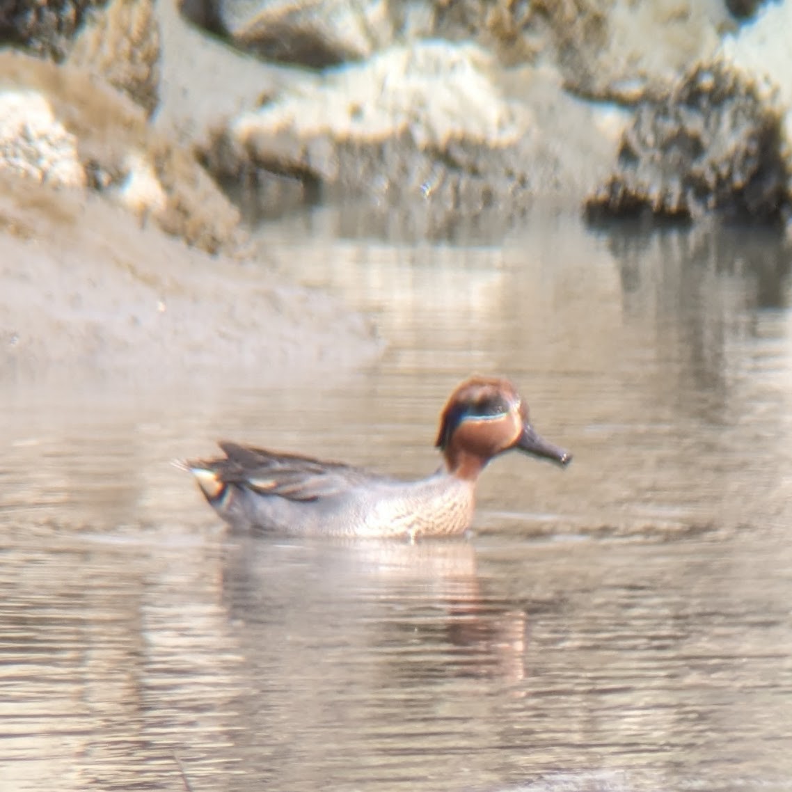 Green-winged Teal (Eurasian) - ML614900819