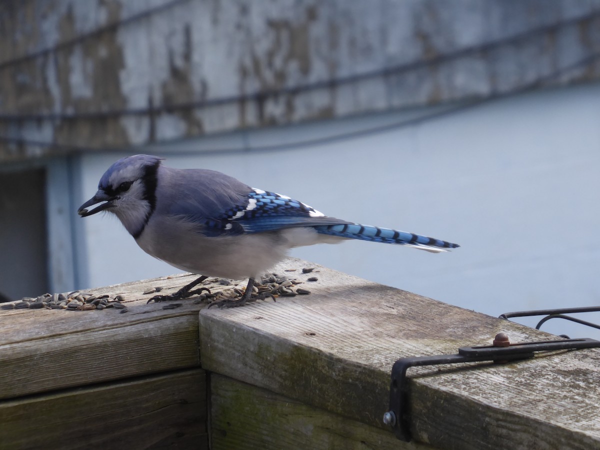 Blue Jay - ML614900864