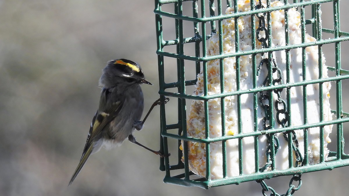 Golden-crowned Kinglet - ML614900947