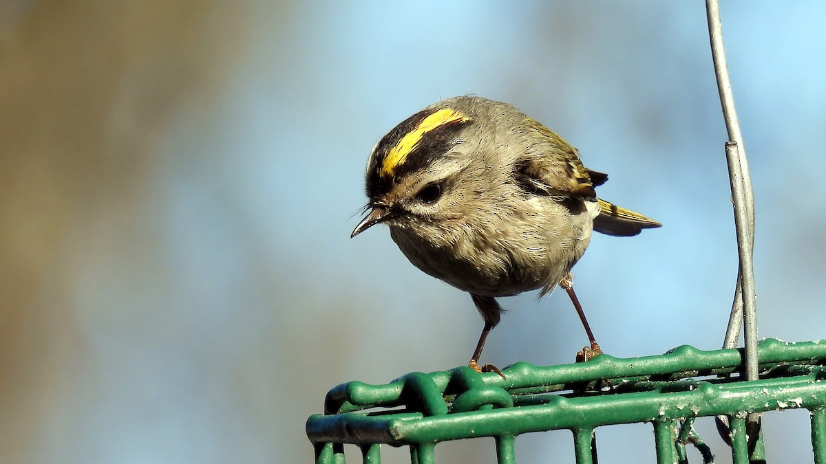 Golden-crowned Kinglet - ML614900948