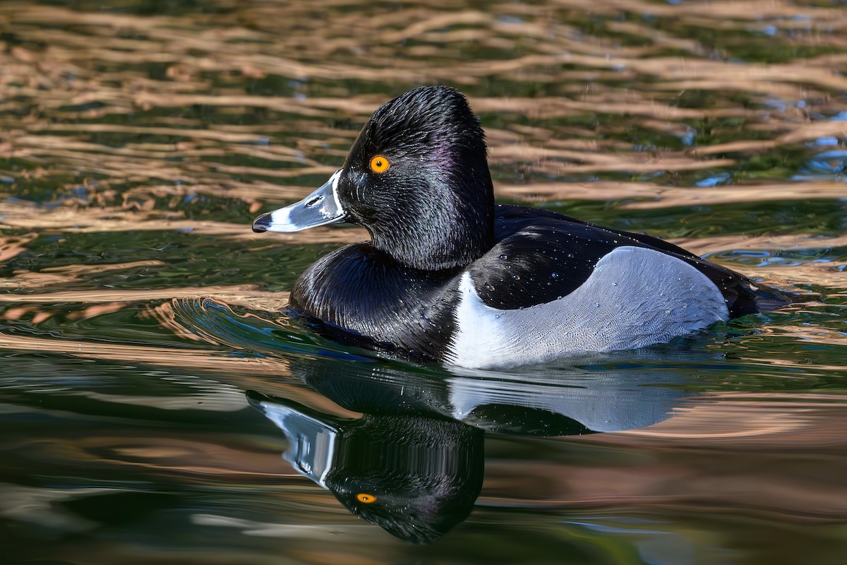 Ring-necked Duck - Bruce Kennedy