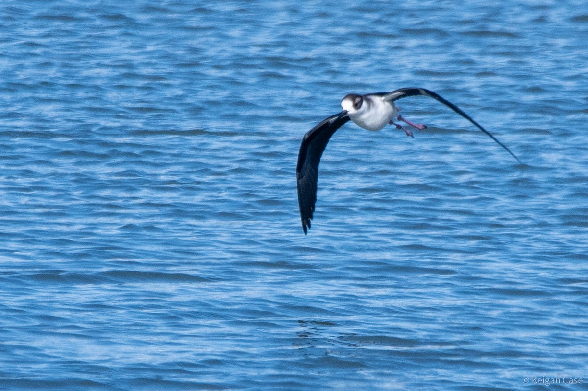 Black-necked Stilt (Black-necked) - ML614901058