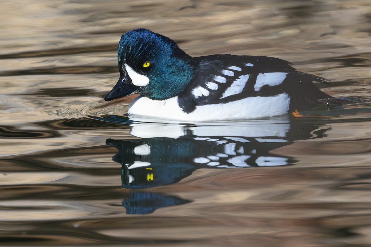 Barrow's Goldeneye - ML614901090