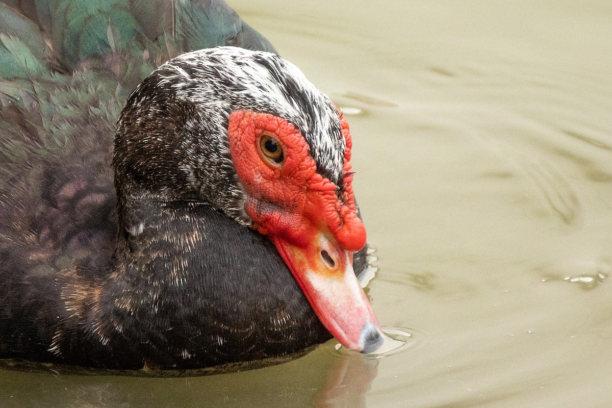 Muscovy Duck (Domestic type) - ML614901096