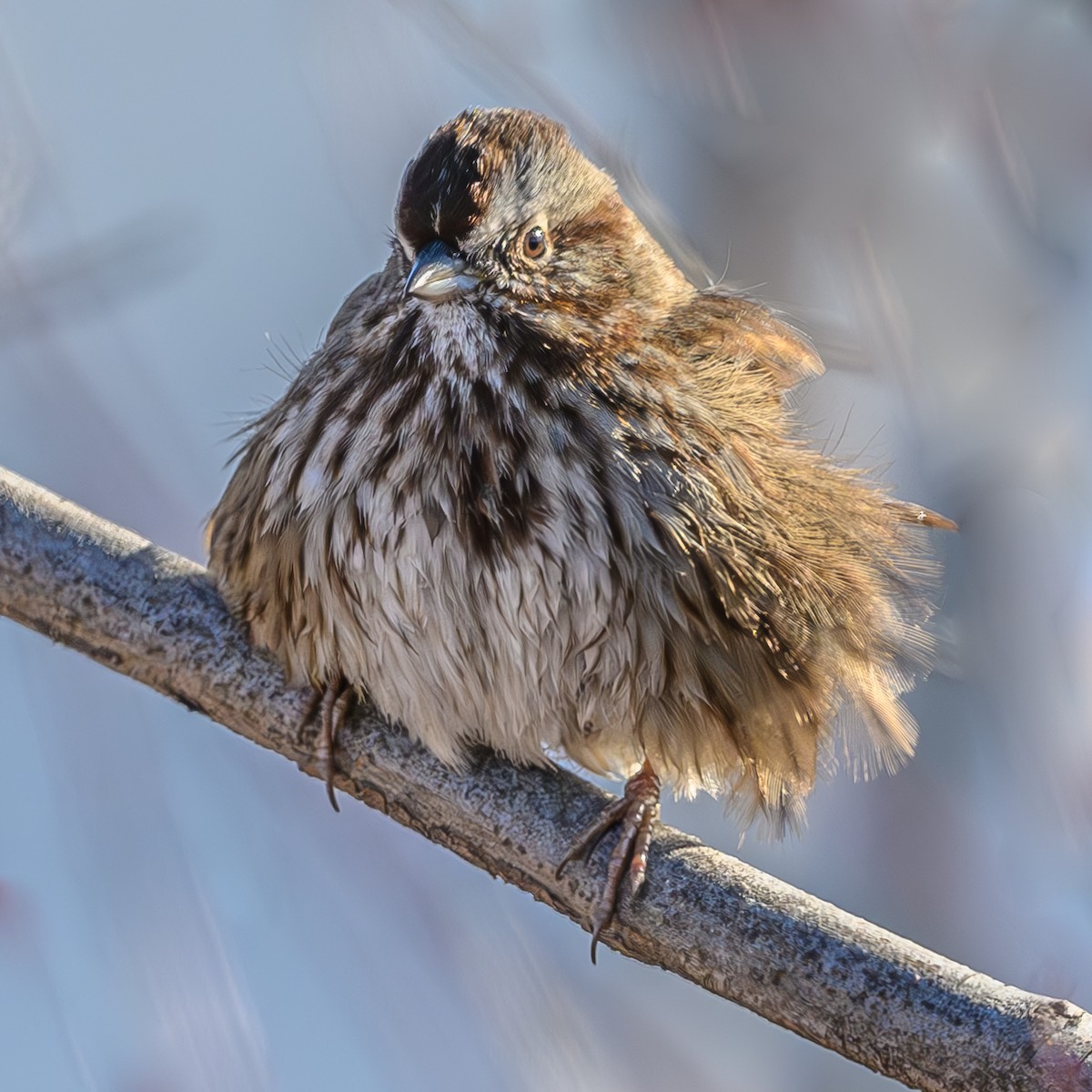 Song Sparrow - Bruce Kennedy