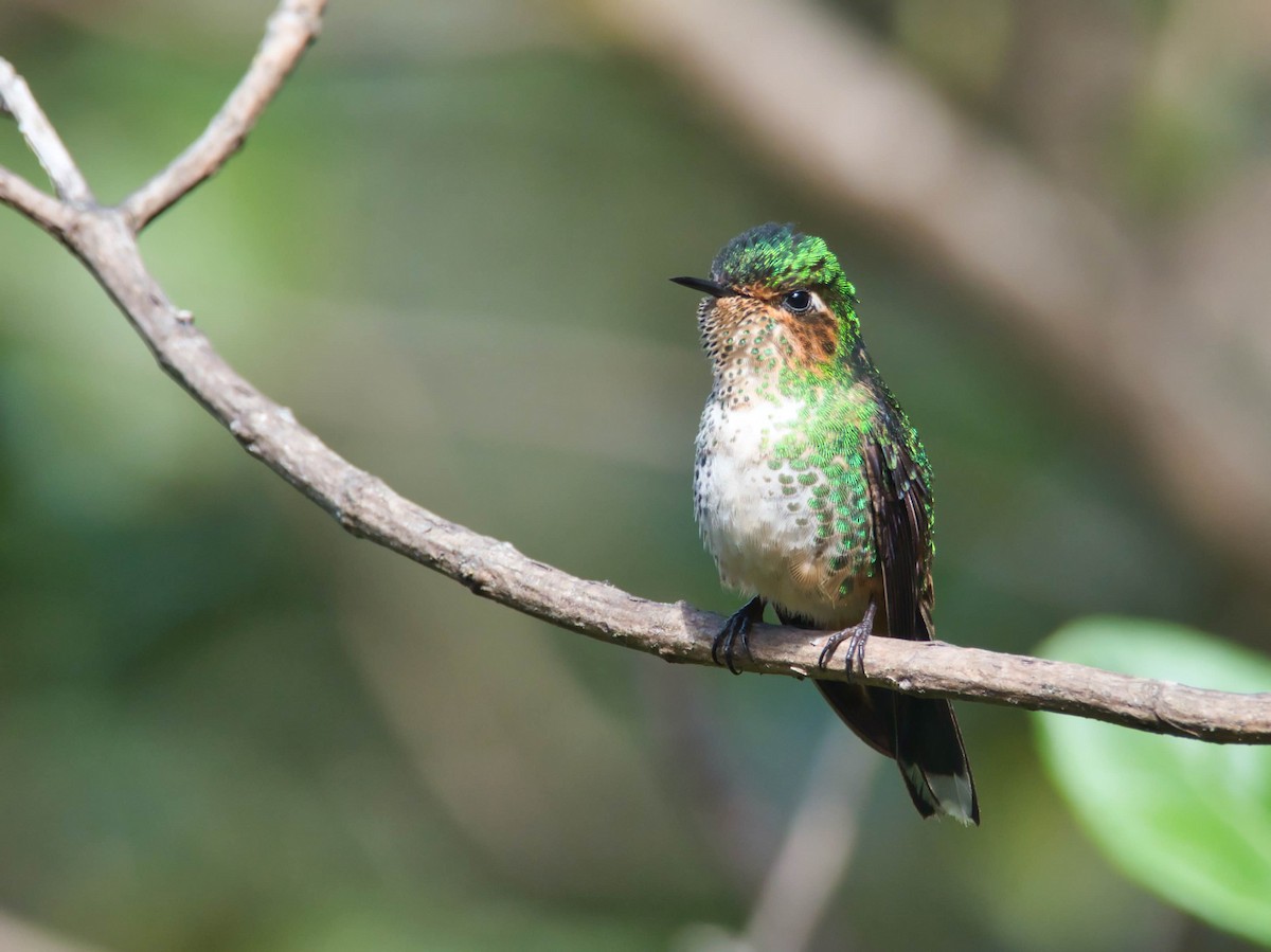 Purple-backed Thornbill - ML614901146