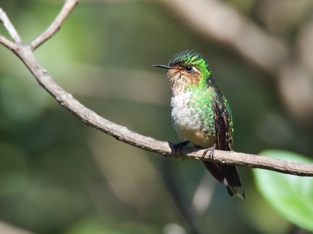 Colibri à petit bec - ML614901147