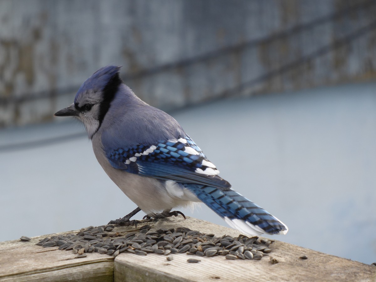 Blue Jay - ML614901204