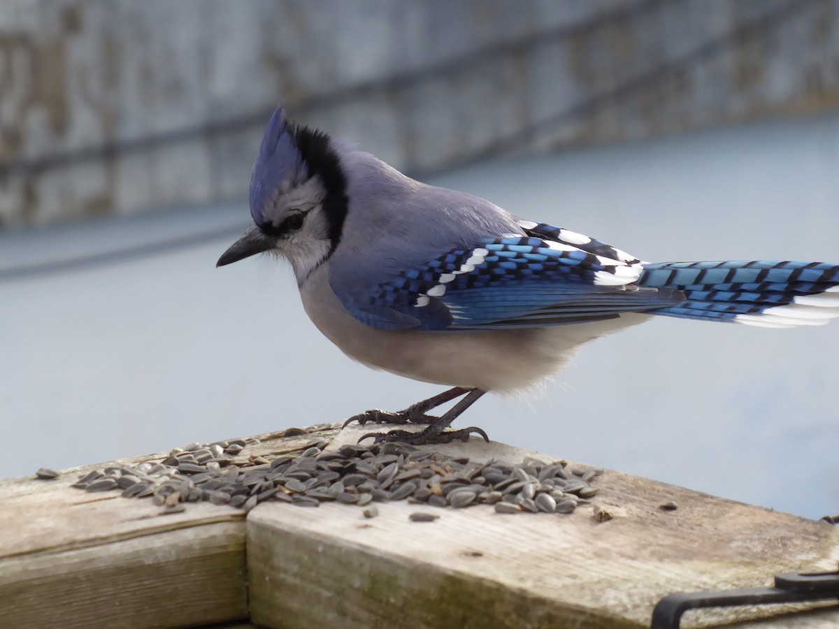 Blue Jay - M. Jordan