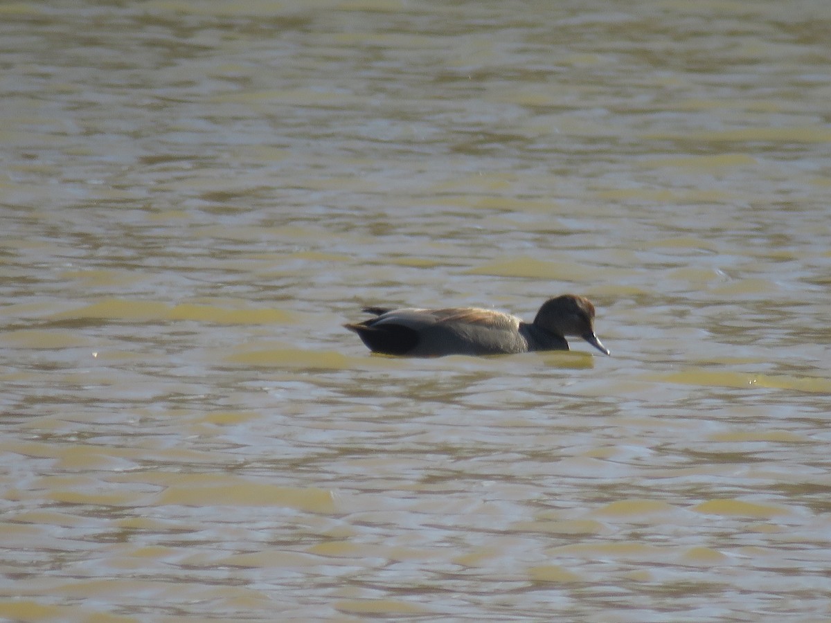 Gadwall - ML614901221