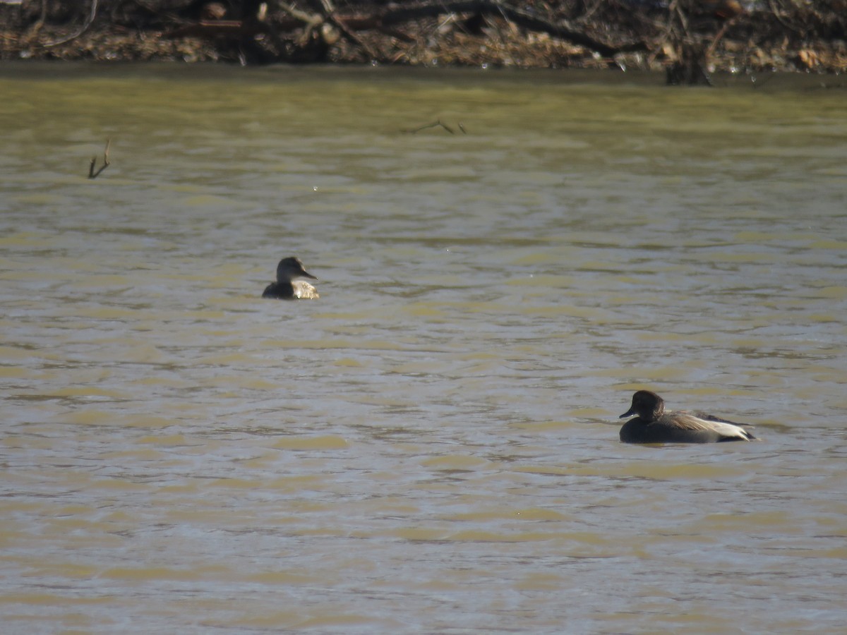 Gadwall - ML614901222
