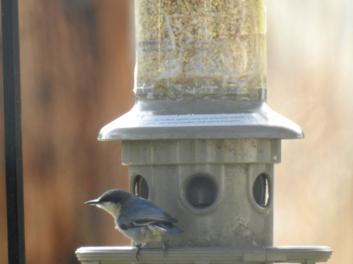 Pygmy Nuthatch - Yvonne Motherwell