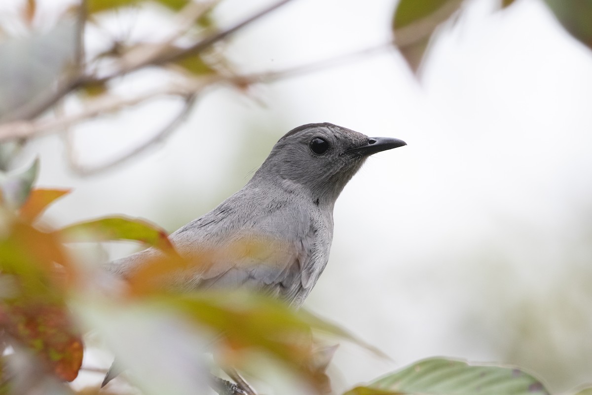 Gray Catbird - ML614901263