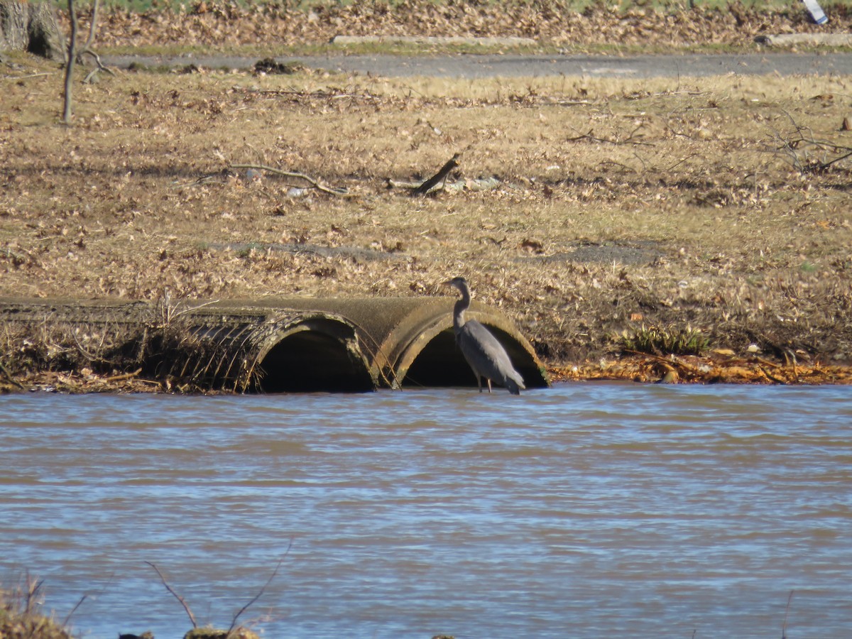 Great Blue Heron - ML614901264