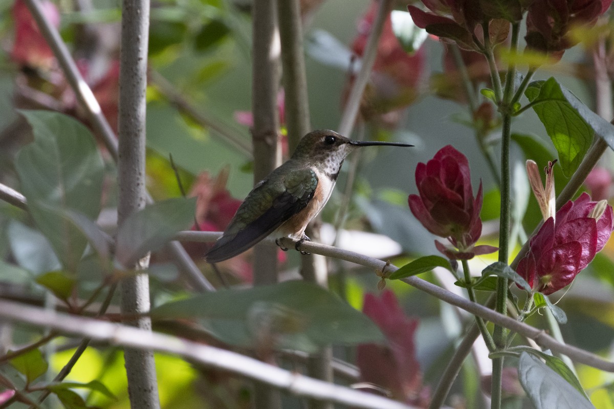 Rufous Hummingbird - ML614901275