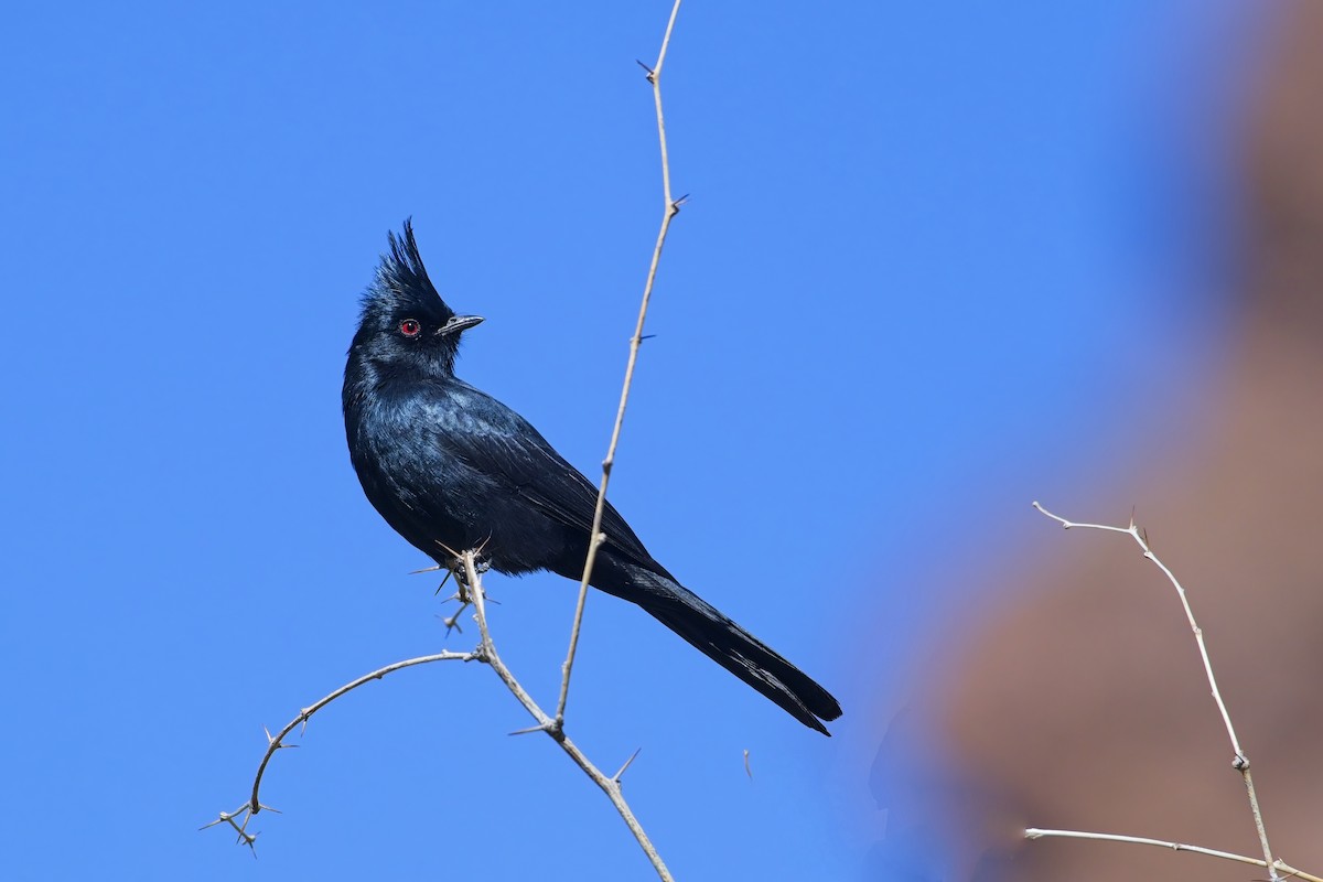 Phainopepla - James Moodie