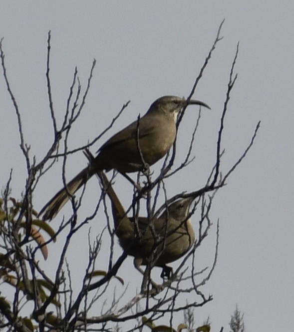 California Thrasher - ML614901464