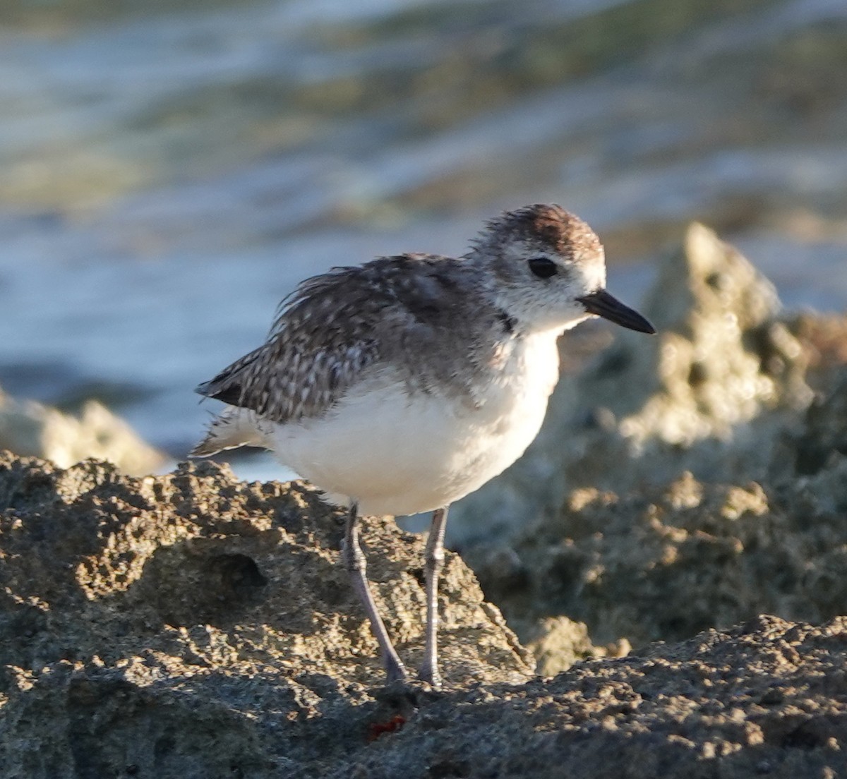 Black-bellied Plover - ML614901538