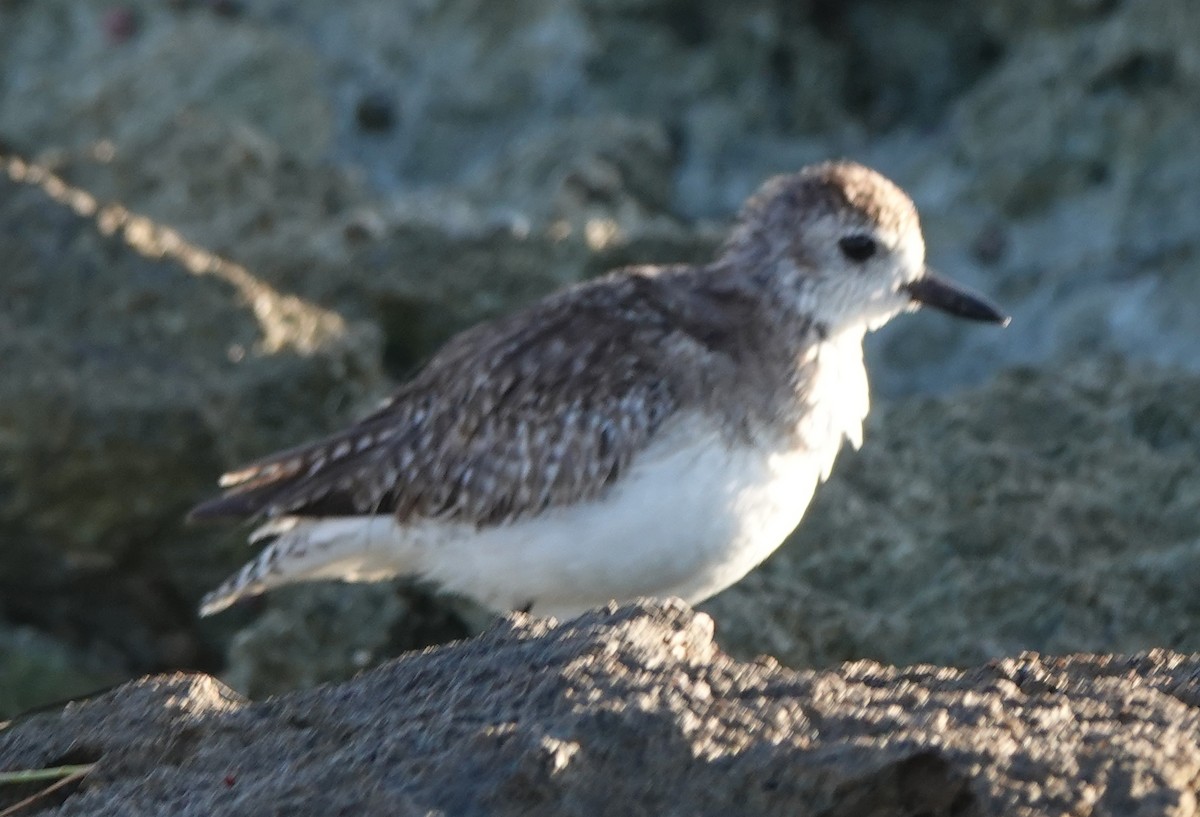 Black-bellied Plover - ML614901539