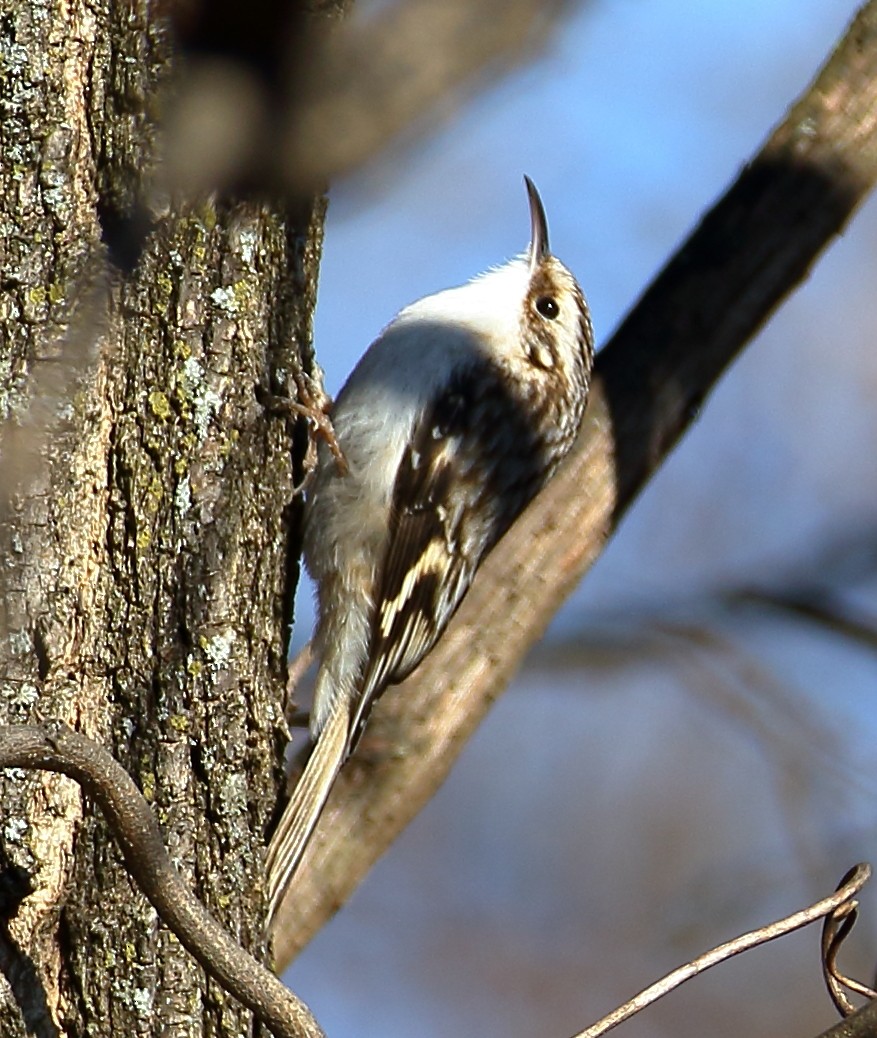 Brown Creeper - ML614901623