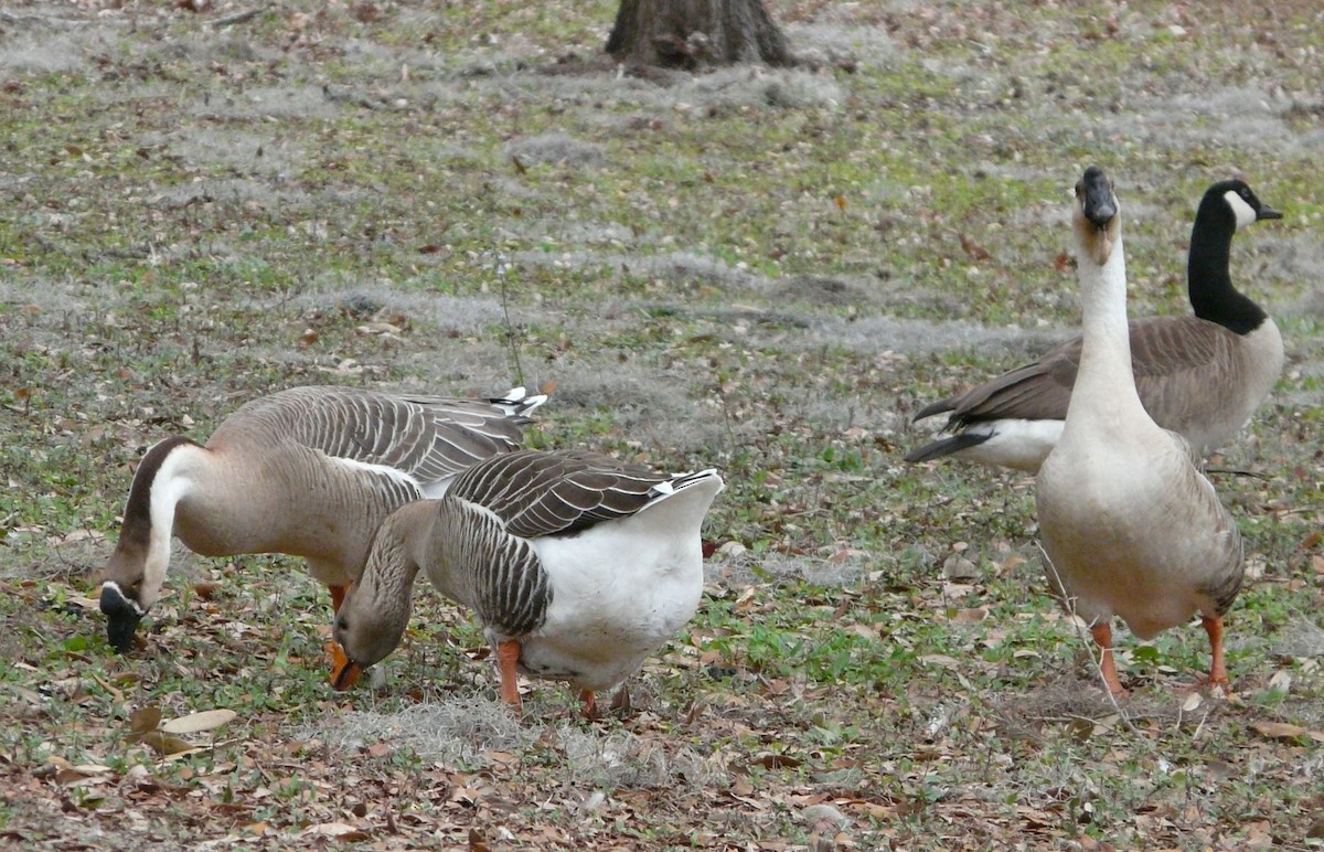 Swan Goose (Domestic type) - ML614901631