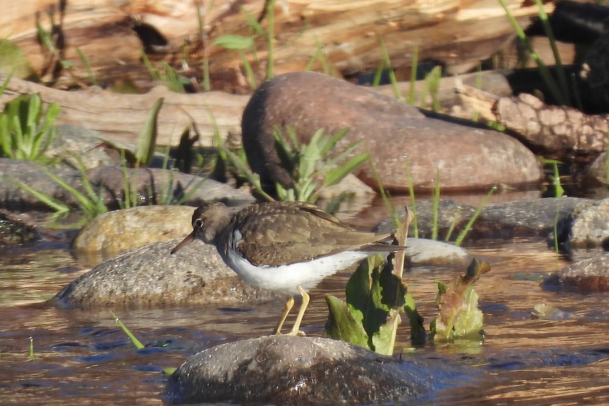 Spotted Sandpiper - Marc Shlossman