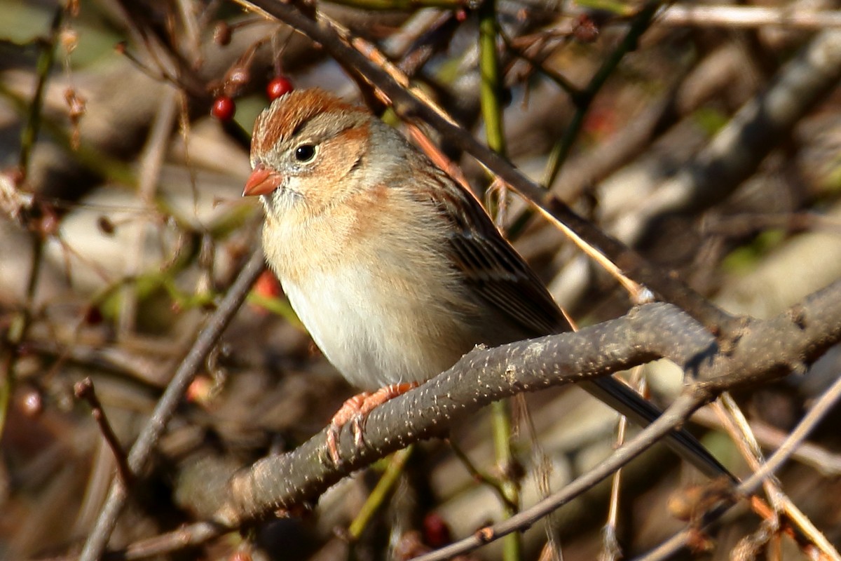 Field Sparrow - ML614901665