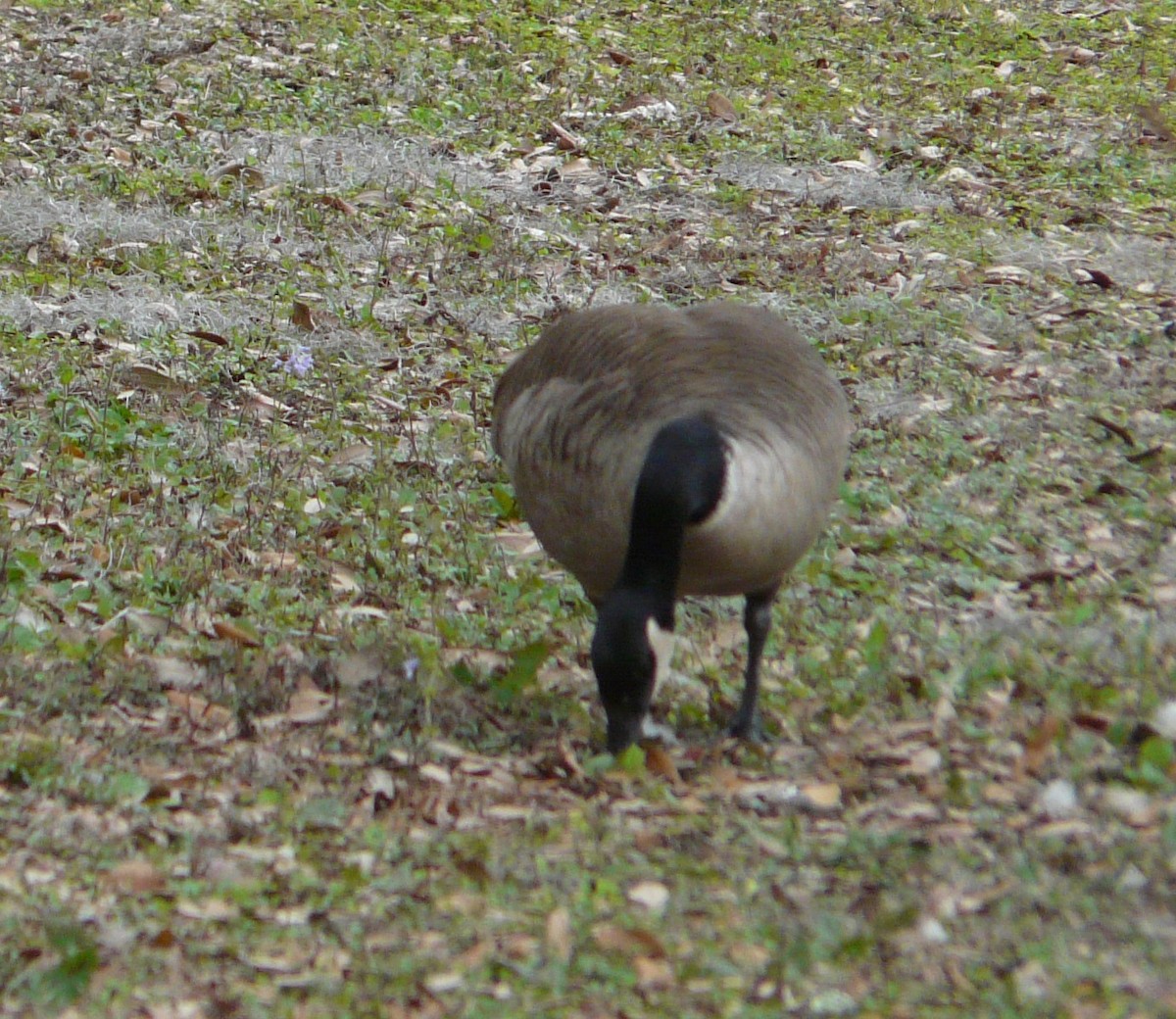 Canada Goose - Sean McCool