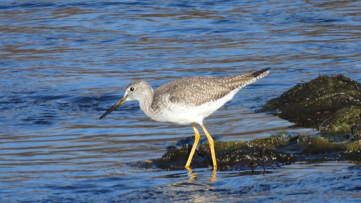 Greater Yellowlegs - Marc Shlossman