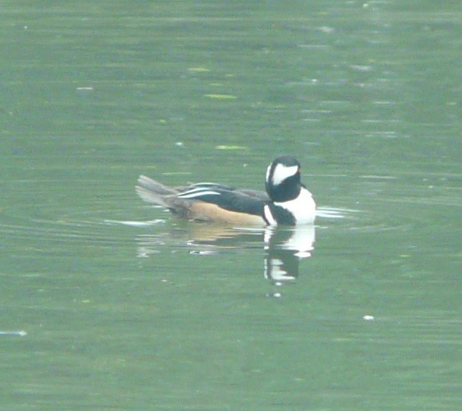 Hooded Merganser - ML614901683