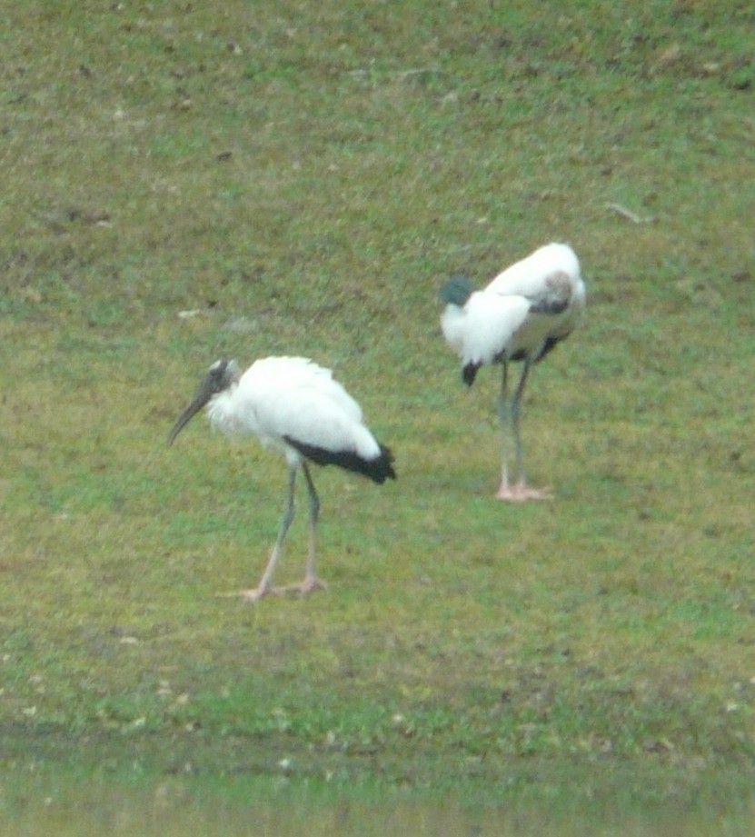 Wood Stork - ML614901690