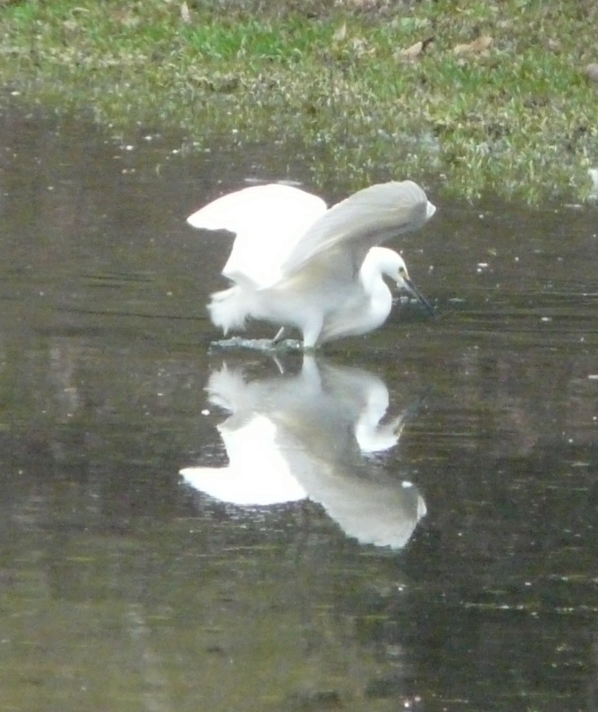 Snowy Egret - ML614901703