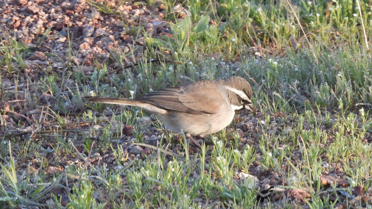 Black-throated Sparrow - Marc Shlossman