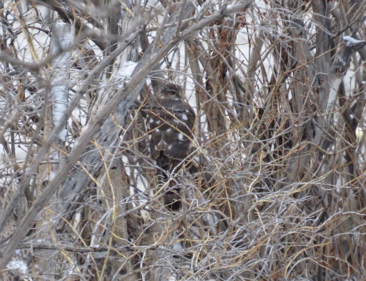 Sharp-shinned Hawk - ML614901759