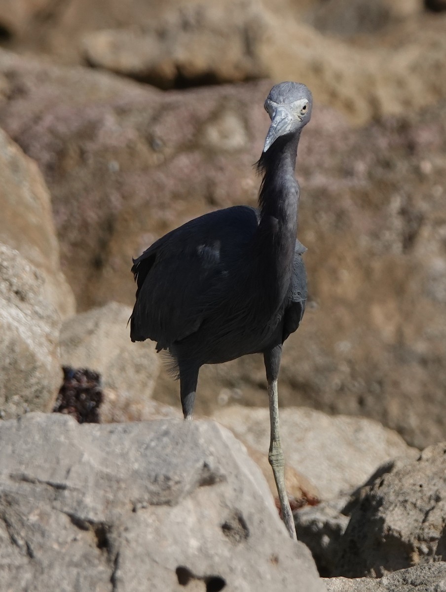 Little Blue Heron - ML614901779