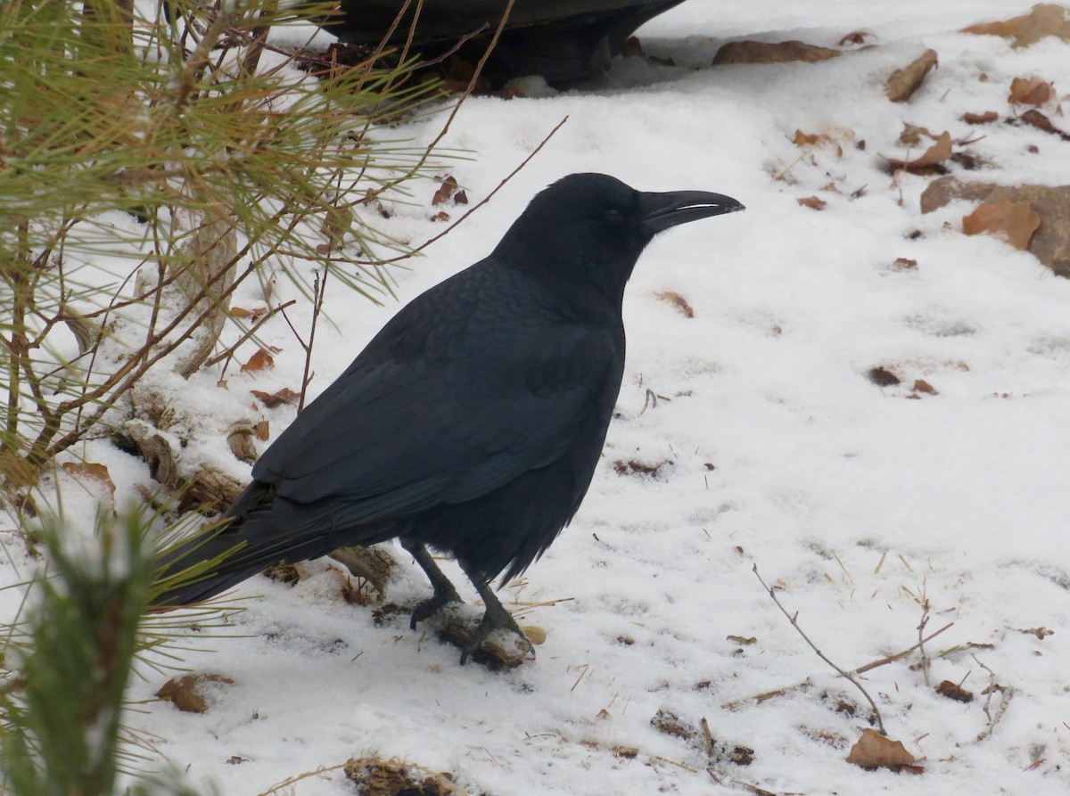 American Crow - ML614901780