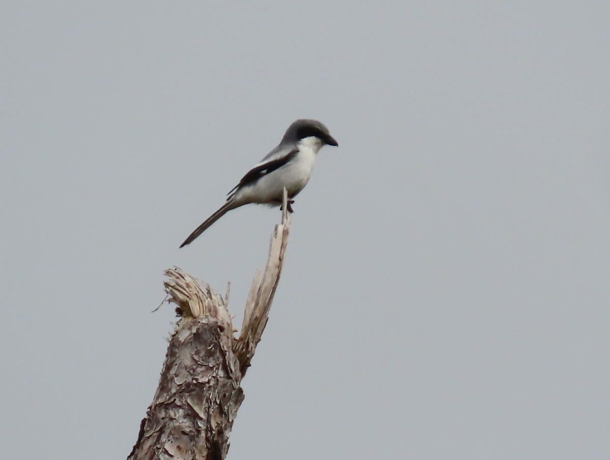 Loggerhead Shrike - ML614901795