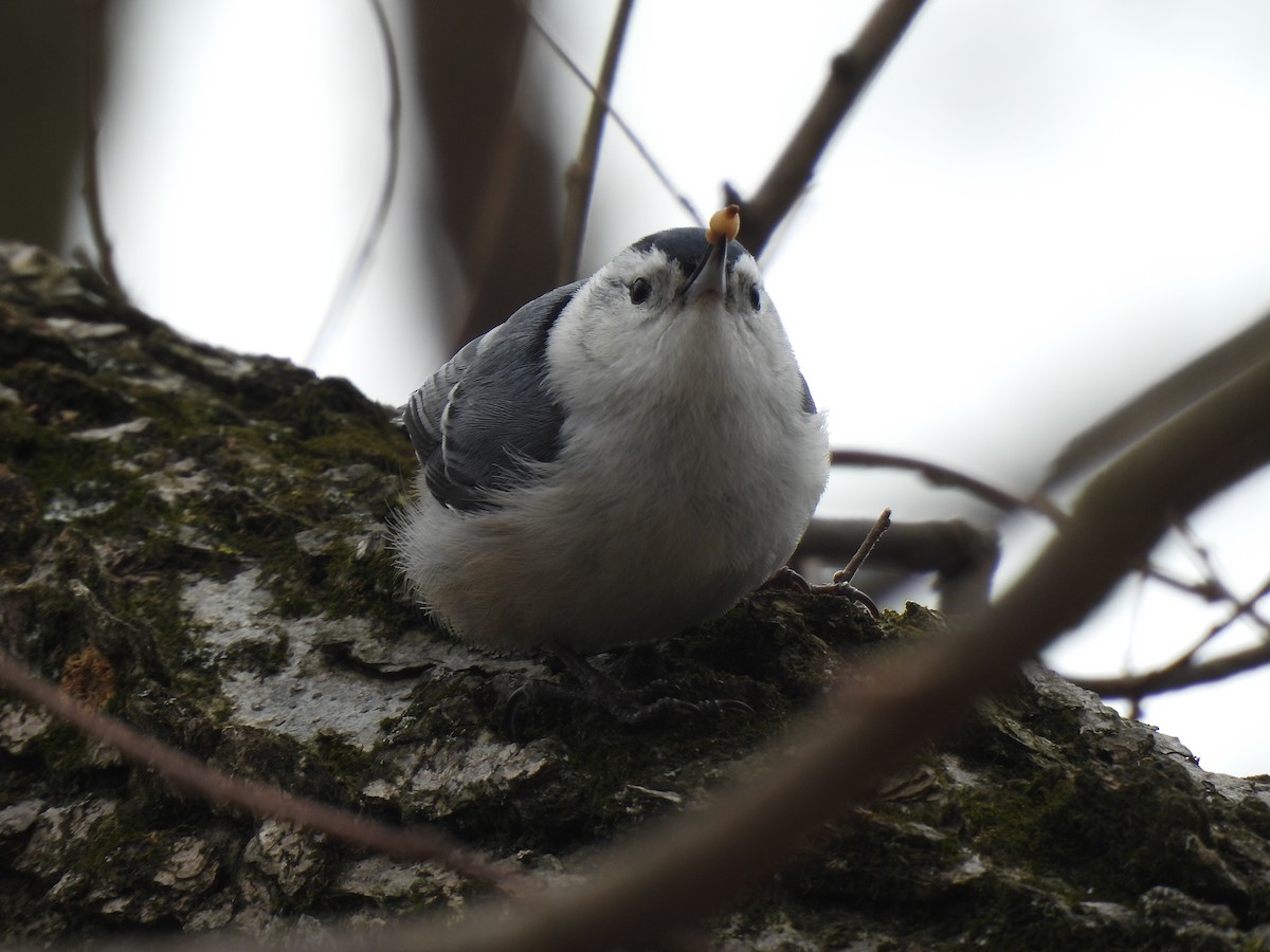 White-breasted Nuthatch - Leah Kmiecik