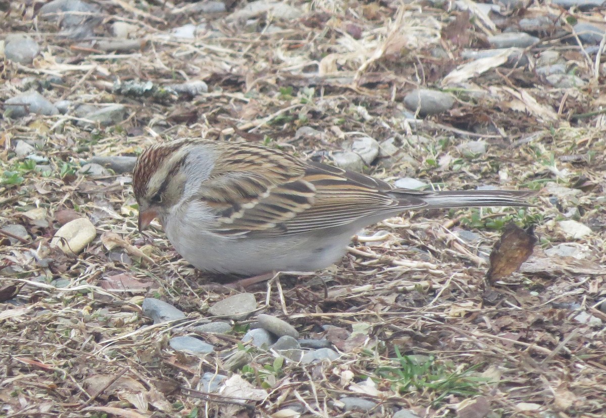 Chipping Sparrow - ML614901883