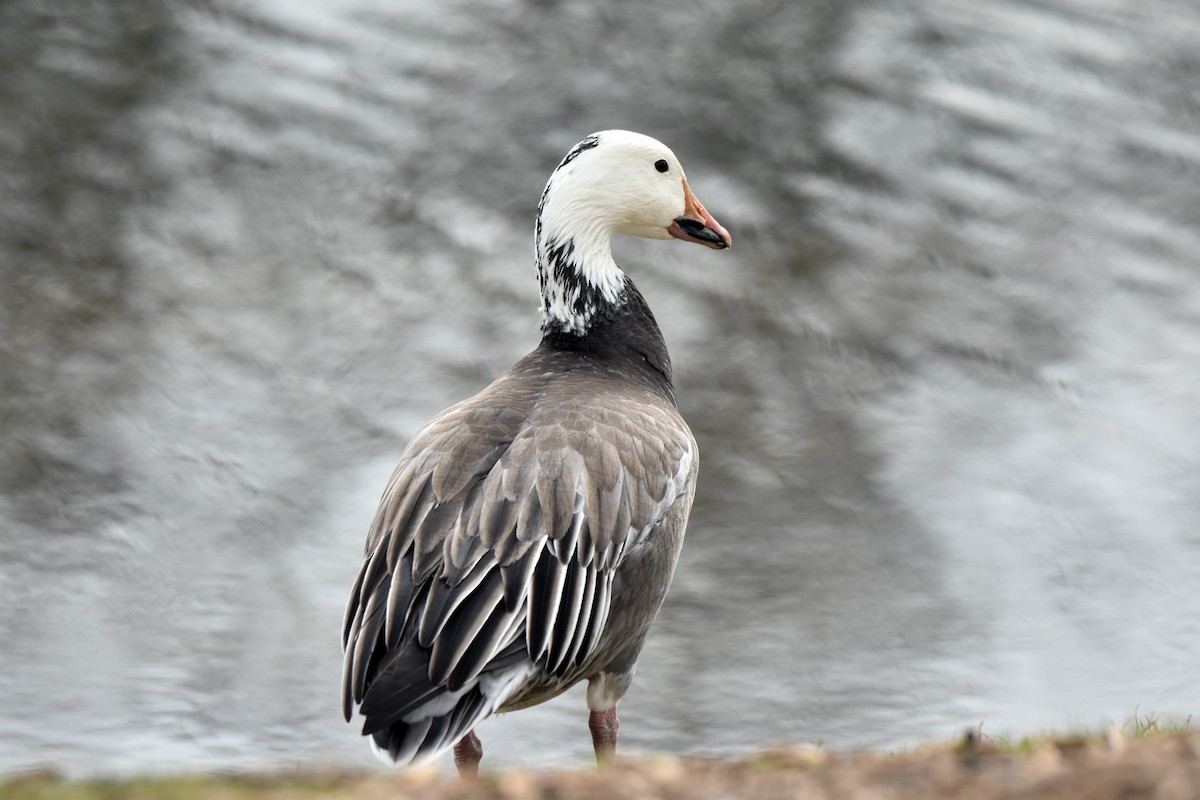 Snow Goose - ML614901886